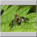 Philophylla caesio - Bohrfliege 02.jpg